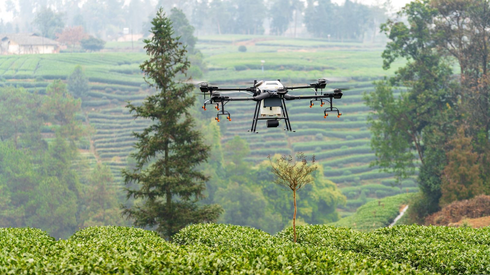 Drone spray in progress