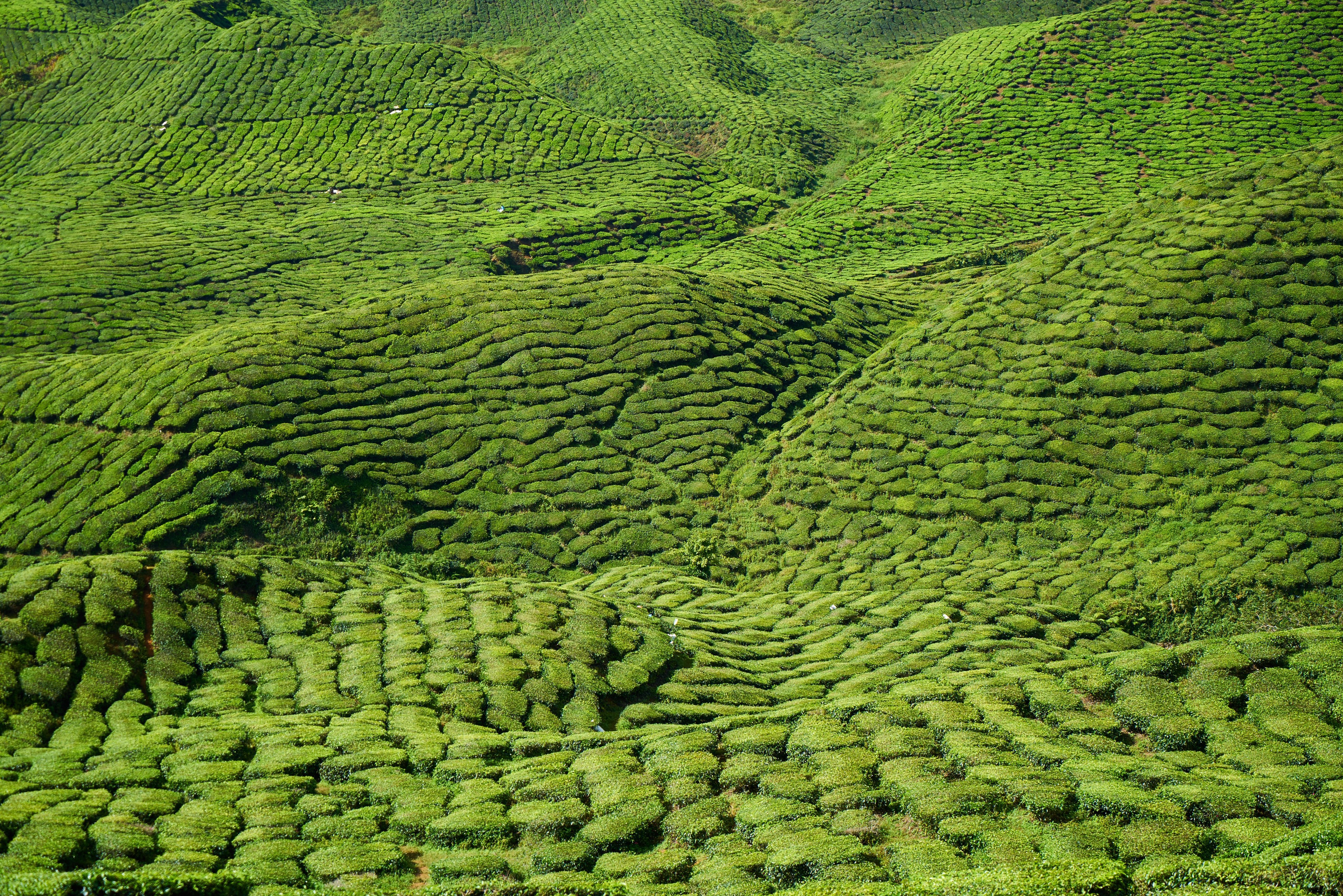 Lush tea plantations across rolling hills