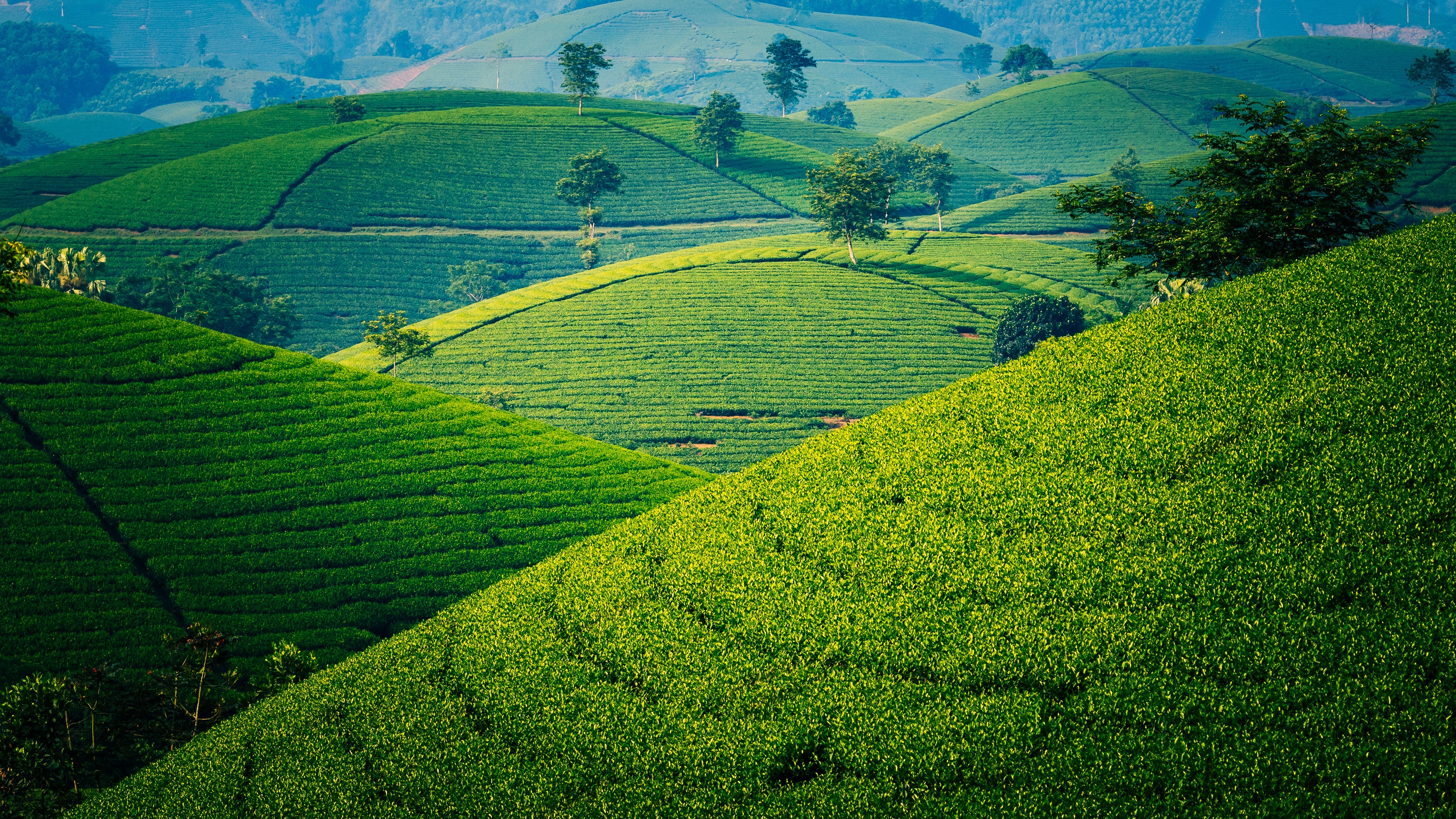 Rolling tea hills across East Africa