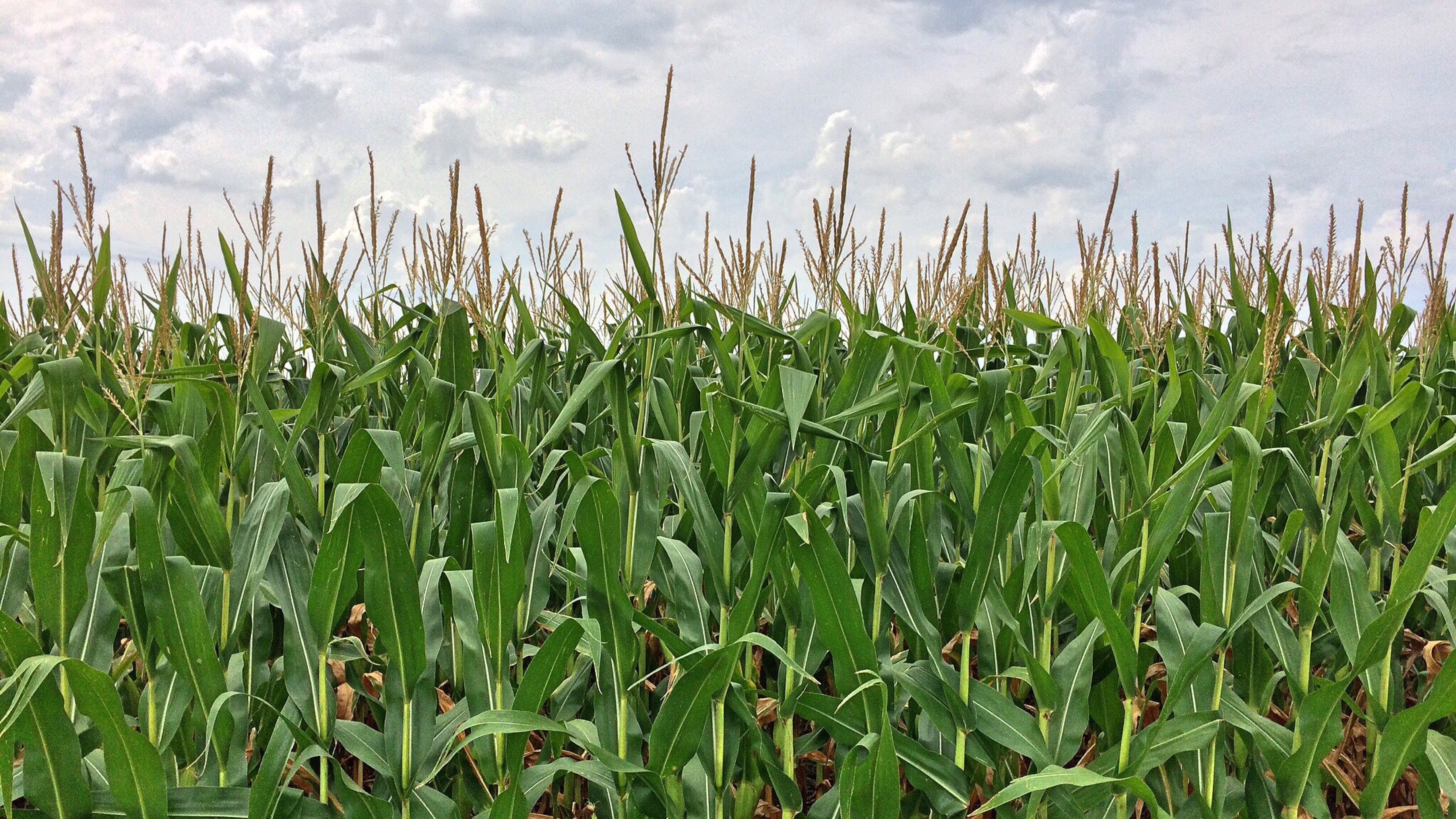 Healthy maize crop under open sky